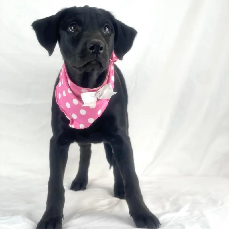 A baby small-sized female Black Labrador Retriever dog named Sister for adoption in Lufkin, TX