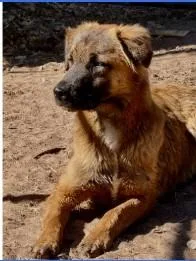A baby medium-sized male Shepherd dog named Jesse for adoption in West Bloomfield, MI