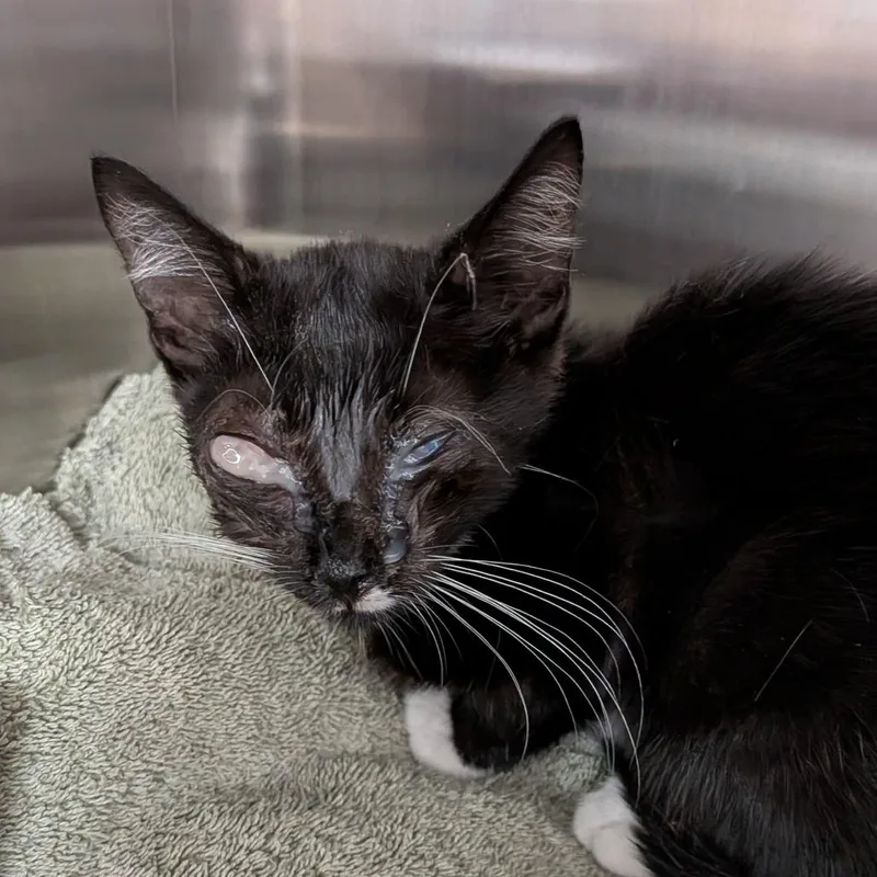A baby medium-sized male Black Domestic Short Hair cat named Ghost for adoption in Newark, NJ