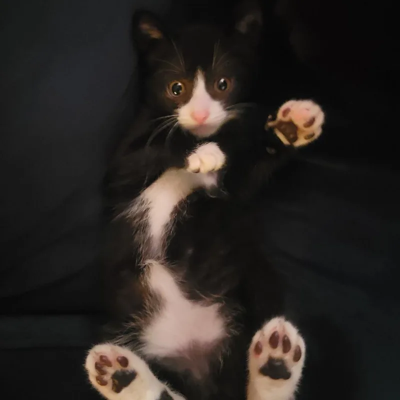 A baby small-sized female Black Domestic Short Hair cat named Hazel for adoption in Pleasanton, CA