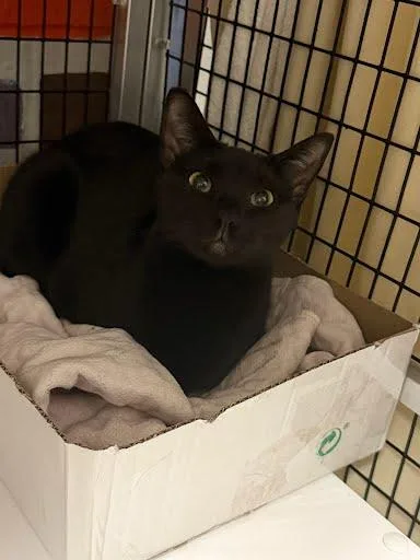 An adult large-sized male Domestic Short Hair cat named Ollie for adoption in Washington, DC