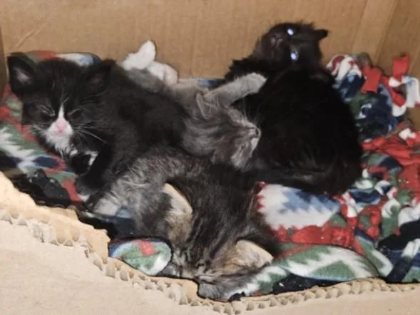 A baby small-sized female Domestic Short Hair cat named Black Angus for adoption in Los Angeles, CA