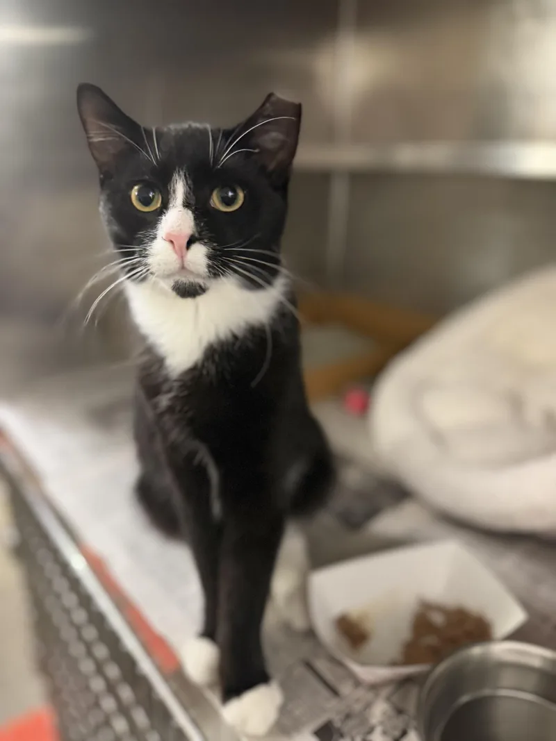 An adult medium-sized male Domestic Short Hair cat named Russell for adoption in West Haven, CT