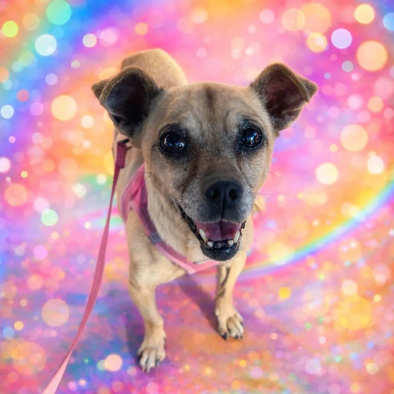 A senior small-sized female Pug dog named Maddie for adoption in Camarillo, CA