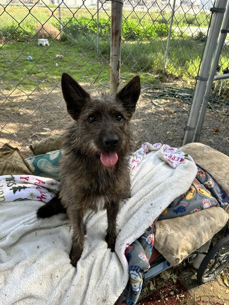 A young medium-sized female Terrier dog named Cinnamon for adoption in Ontario, CA