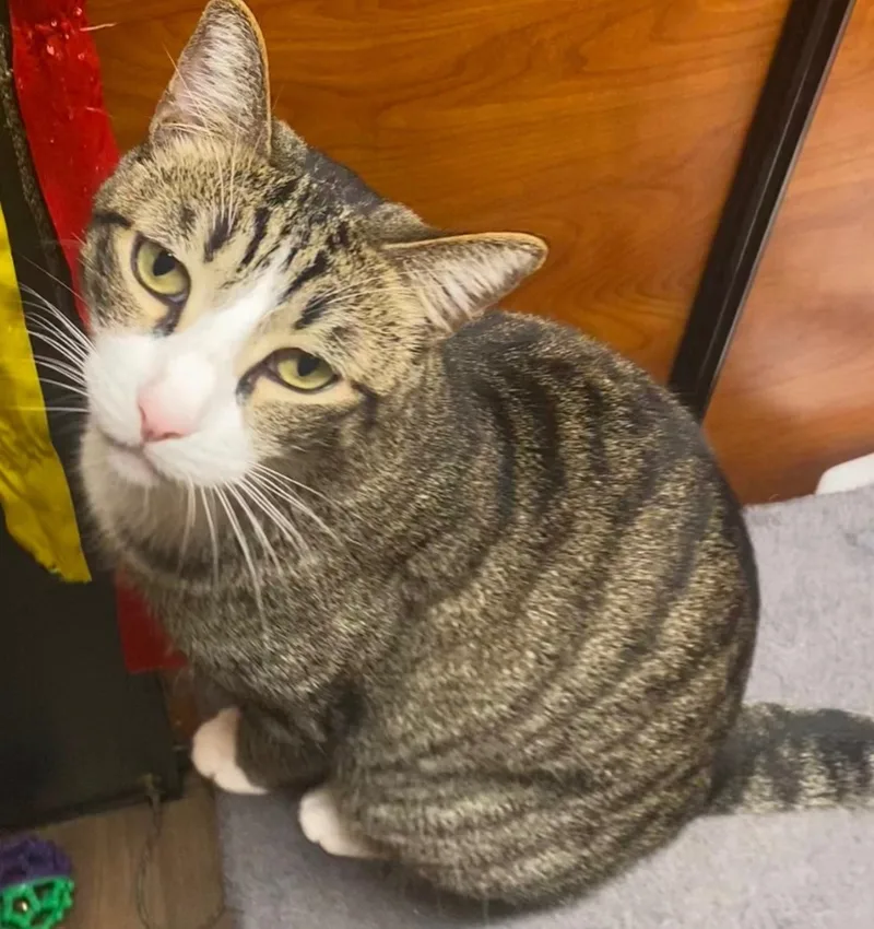 An adult medium-sized male Tabby (Gray / Blue / Silver) Tiger cat named Albert for adoption in Tustin, CA