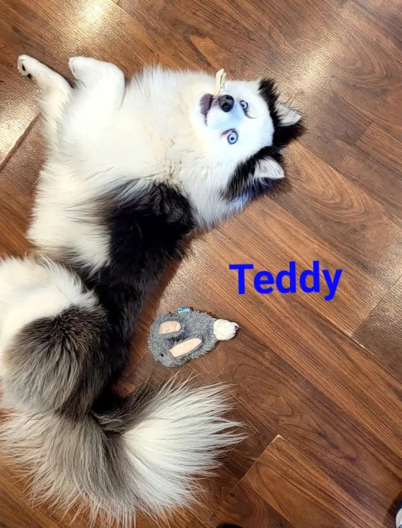Teddy
