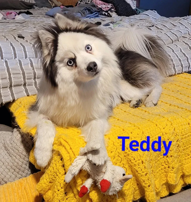 Teddy thumbnail 2