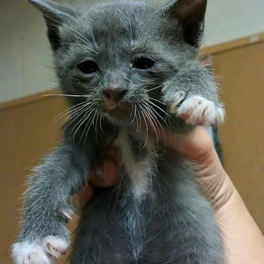 A baby medium-sized male Gray / Blue / Silver Domestic Short Hair cat named Michelangelo for adoption in Valley, AL