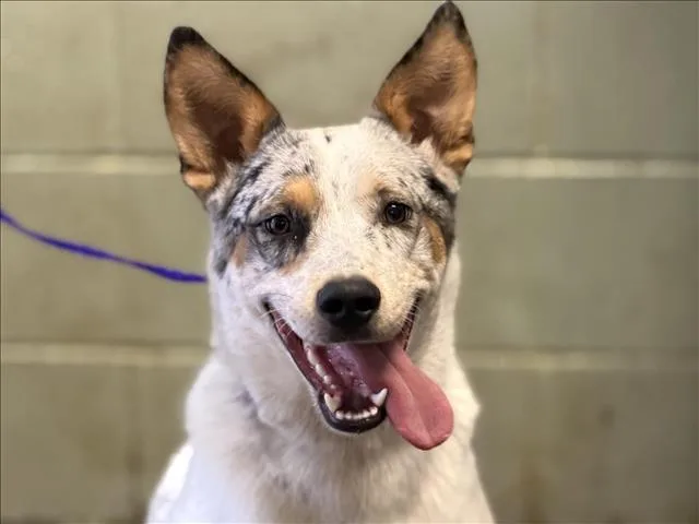 An adult large-sized male Australian Cattle Dog / Blue Heeler dog named Oneil Oat Meal for adoption in Tulsa, OK