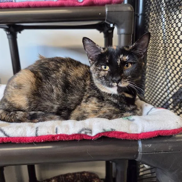 A baby small-sized female Domestic Short Hair cat named Harper for adoption in Palmetto, FL