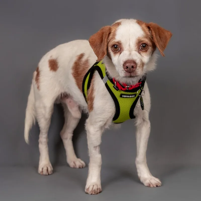 An adult small-sized male White / Cream Terrier dog named Captain Crumbs D for adoption in Princeton, MN