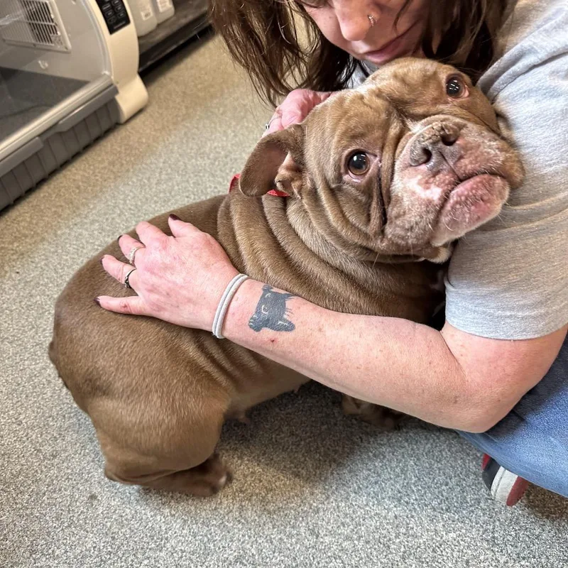 An adult medium-sized female Brown / Chocolate Mixed Breed dog named Tootsie for adoption in Hinsdale, IL