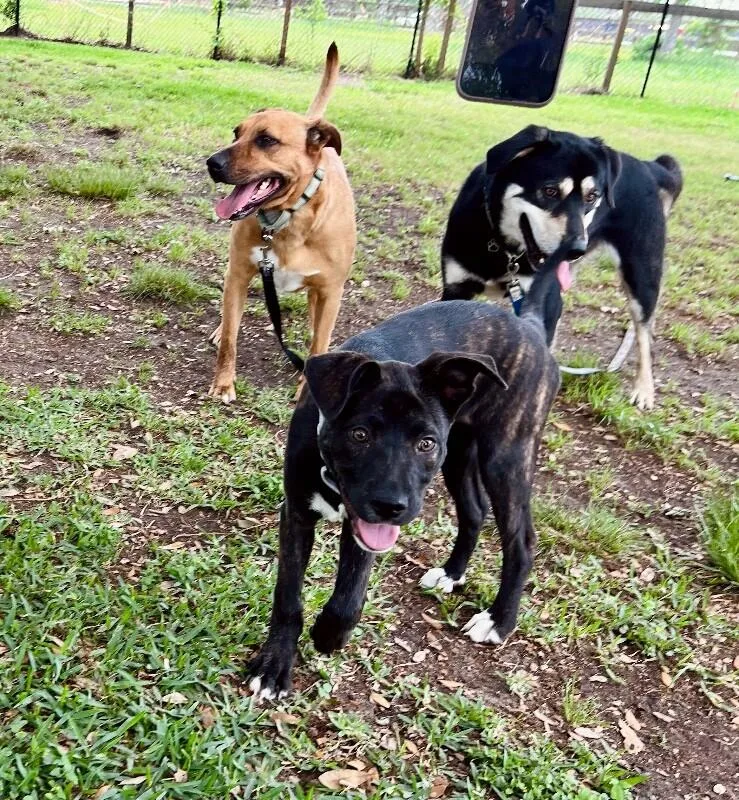 A baby medium-sized female Black Pit Bull Terrier dog named Madison Mae The Silly for adoption in Friendswood, TX