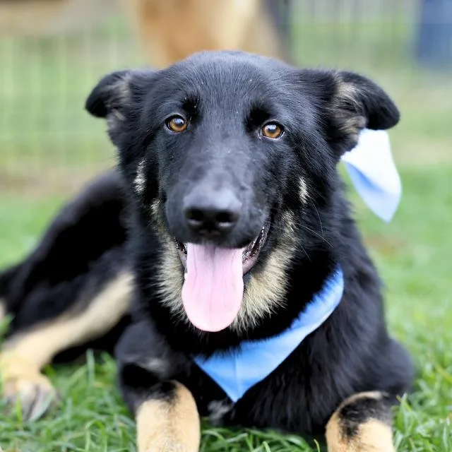 A young large-sized male German Shepherd Dog dog named Bodhi for adoption in San Antonio, TX