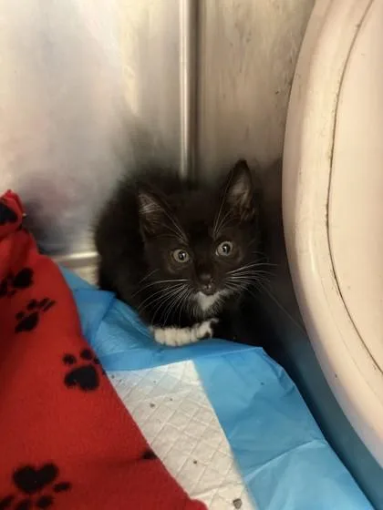 A baby medium-sized male Black & White / Tuxedo Domestic Short Hair cat named Bryce for adoption in Lafayette, IN