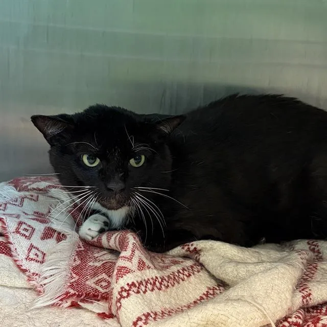 A young small-sized male Domestic Short Hair cat named Kittiwake for adoption in Centerville, MA