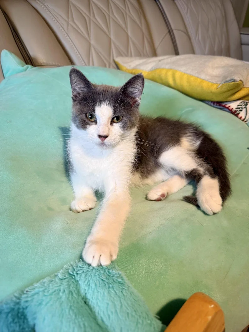 A baby small-sized male Gray & White Domestic Short Hair cat named Hikari for adoption in Forest Lake, MN