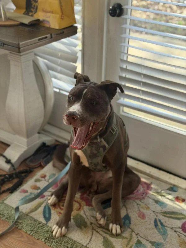 Letterman Larry thumbnail 2