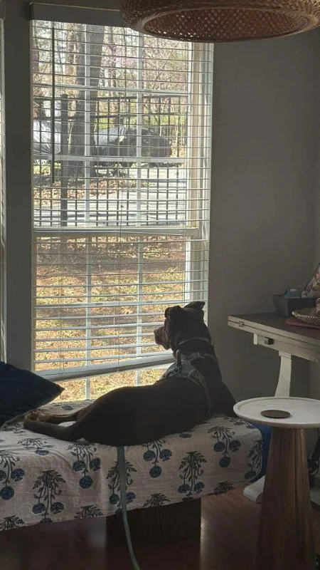 Letterman Larry thumbnail 3