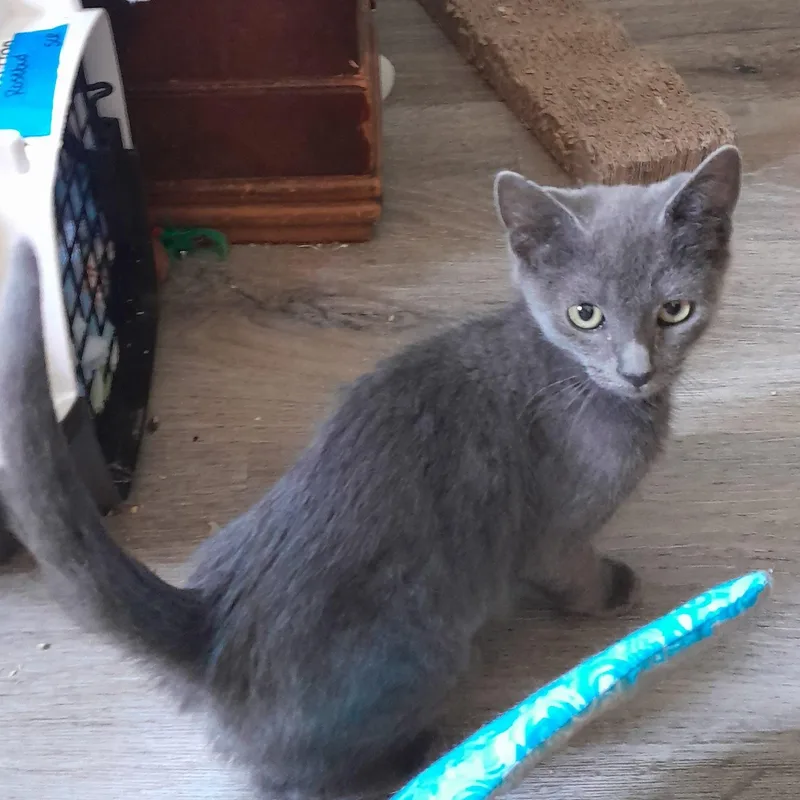 A baby medium-sized female Gray / Blue / Silver Domestic Short Hair cat named Rosebud wJoeJo for adoption in Silverton, OR