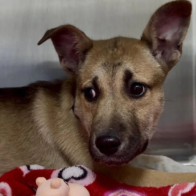 Dacre Fc thumbnail 3