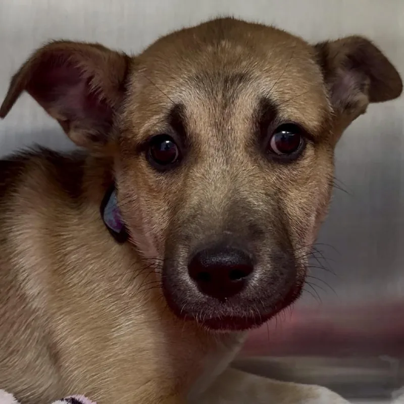 Dacre Fc thumbnail 4