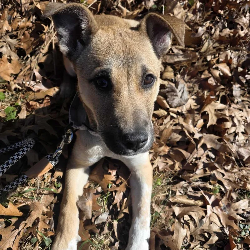 Dacre Fc thumbnail 6