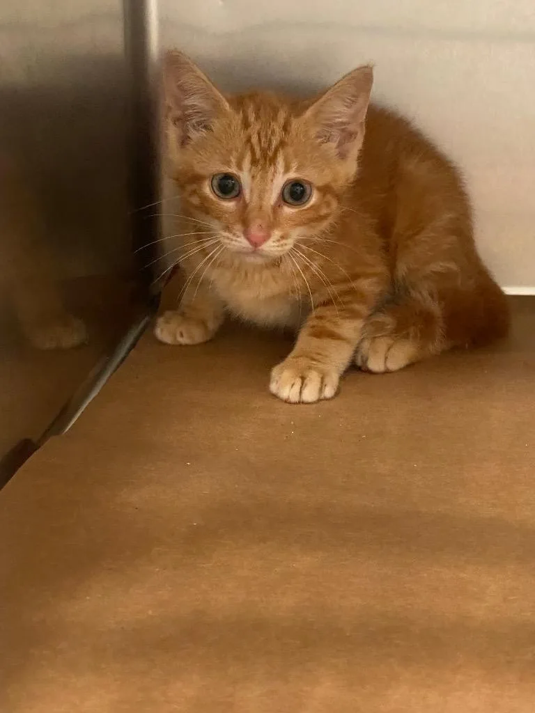 A baby large-sized male Domestic Short Hair cat named Wonka for adoption in Cartersville , GA