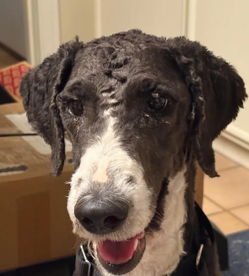 An adult medium-sized male Standard Poodle dog named Bob for adoption in Lacona, NY
