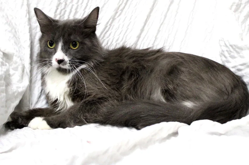 Mrs. Claus thumbnail 2