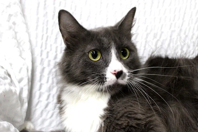 Mrs. Claus thumbnail 3