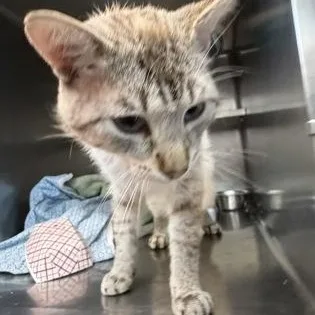 An adult medium-sized male Gray / Blue / Silver Siamese cat named Jacob for adoption in Rapid City, SD