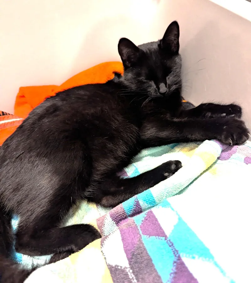 A young medium-sized female Black Domestic Short Hair cat named Salem for adoption in Rossville, TN