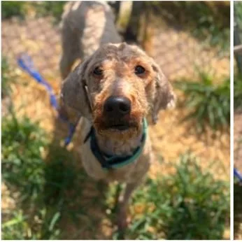 An adult medium-sized male Yellow / Tan / Blond / Fawn Poodle dog named Issah for adoption in Tacoma, WA