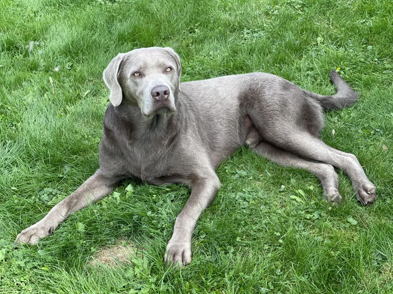 An adult large-sized male Labrador Retriever dog named Goose for adoption in Chelmsford, MA
