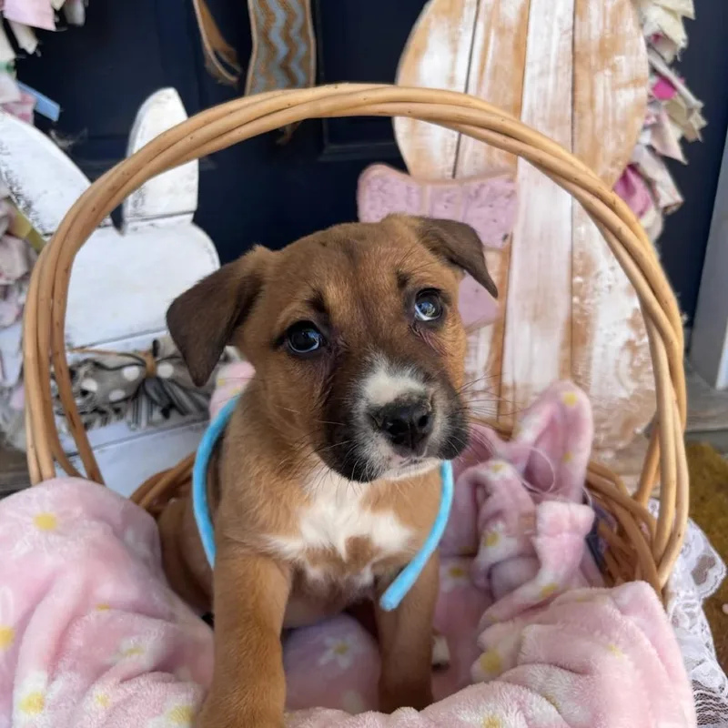 A baby medium-sized female Brown / Chocolate Mixed Breed dog named Dory for adoption in Huntsville, AL
