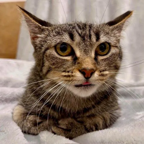 A young small-sized female Tabby (Tiger Striped) Domestic Short Hair cat named Maud for adoption in Knoxville, TN