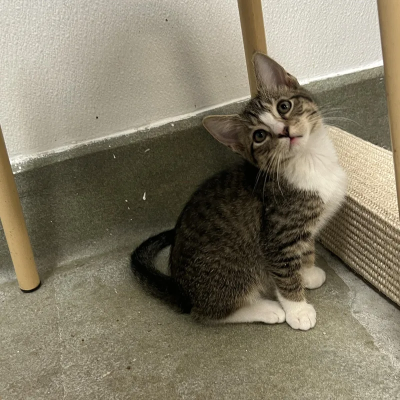 A baby medium-sized female Domestic Short Hair cat named Robin for adoption in Palmetto, FL
