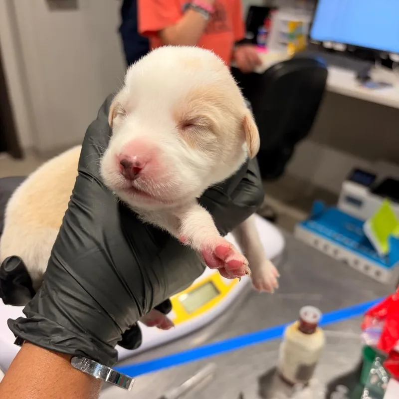 A baby medium-sized male Australian Cattle Dog / Blue Heeler dog named Ross for adoption in Tampa, FL