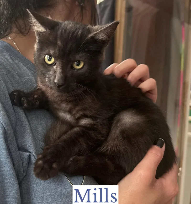 A baby medium-sized male Smoke Domestic Short Hair cat named Mills for adoption in Berkeley Springs, WV