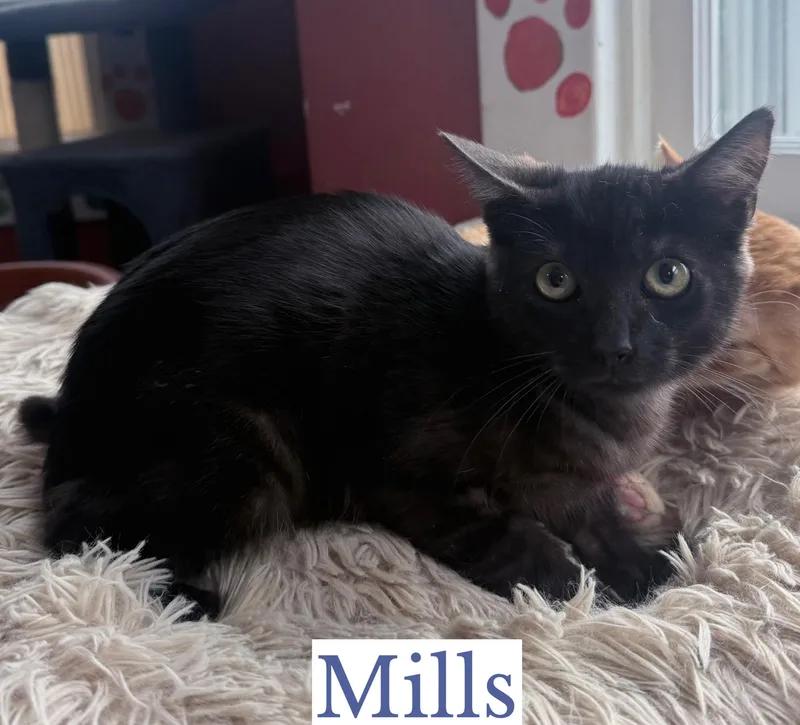 Mills thumbnail 2