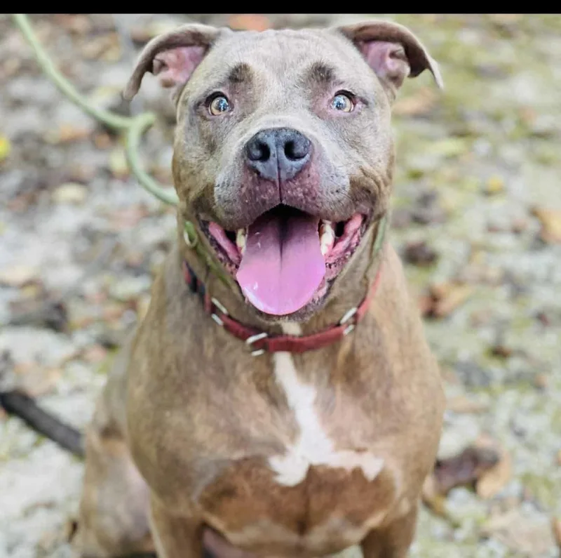 An adult large-sized male Pit Bull Terrier dog named Beetlejuice for adoption in Roswell, GA