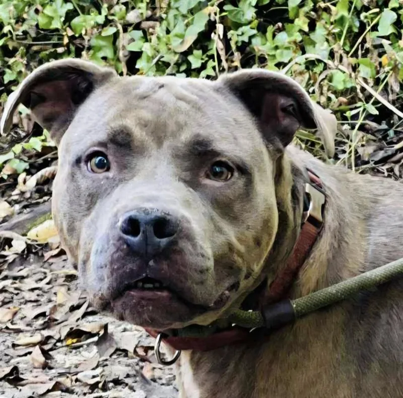 Beetlejuice thumbnail 2