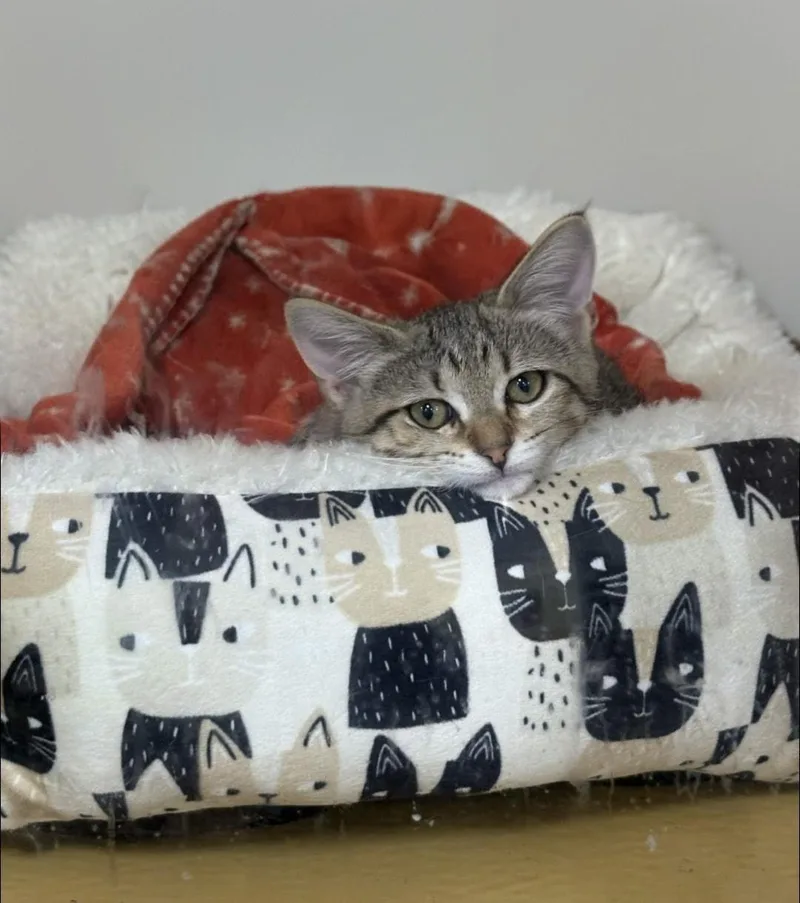 A baby small-sized female Tabby (Buff / Tan / Fawn) Domestic Short Hair cat named Snooki for adoption in Pearland, TX