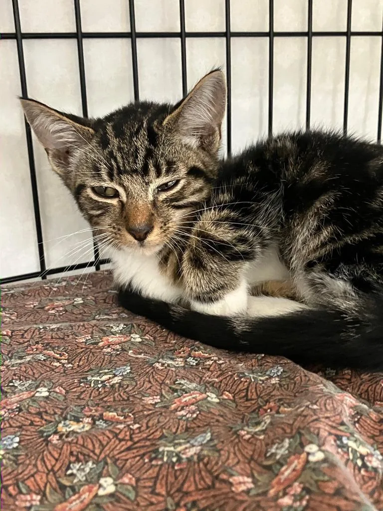 A baby small-sized male Domestic Short Hair cat named Mocha for adoption in Lunenburg, MA