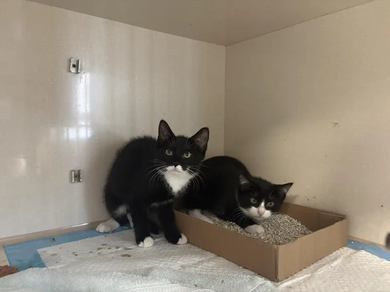 A baby medium-sized male Black & White / Tuxedo Domestic Short Hair cat named Ronaldo Messi for adoption in Vernon, NJ