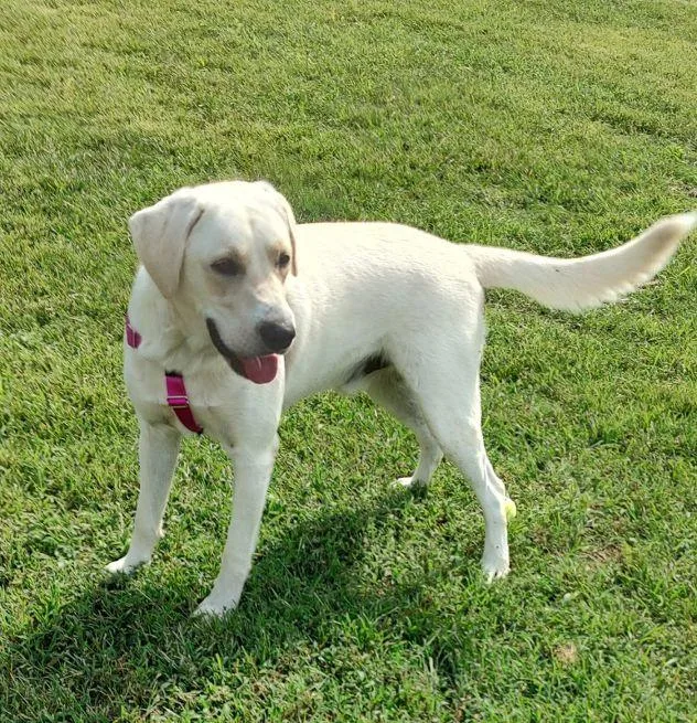 An adult large-sized male Yellow / Tan / Blond / Fawn Labrador Retriever dog named Phineas for adoption in Cape May Court House, NJ