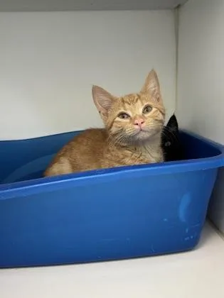 A baby small-sized male Domestic Short Hair cat named Chess for adoption in Manteo, NC