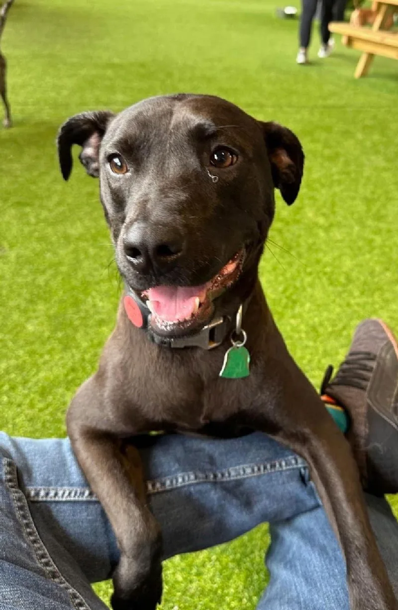 An adult medium-sized female Hound dog named Bella K low for adoption in Locust Fork, AL